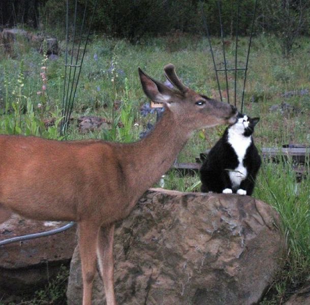 gal౨ৎ tweet media