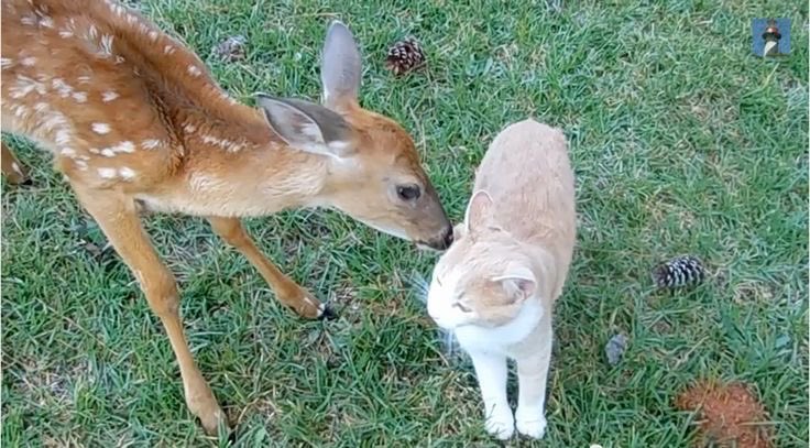 gal౨ৎ tweet media