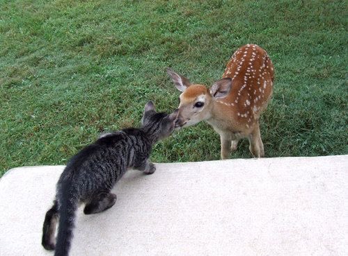 gal౨ৎ tweet media