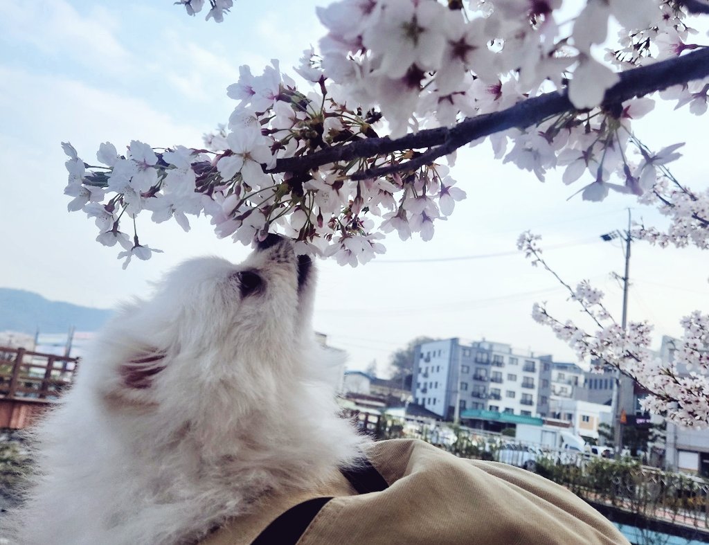 잔월/殘月 tweet media