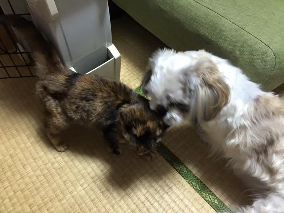 らまえ/おいさっ　全て身に覚えのある痛みだろう　PIGGS 🐚💜GBB🦋PIGMONZ🤍🦥 tweet media