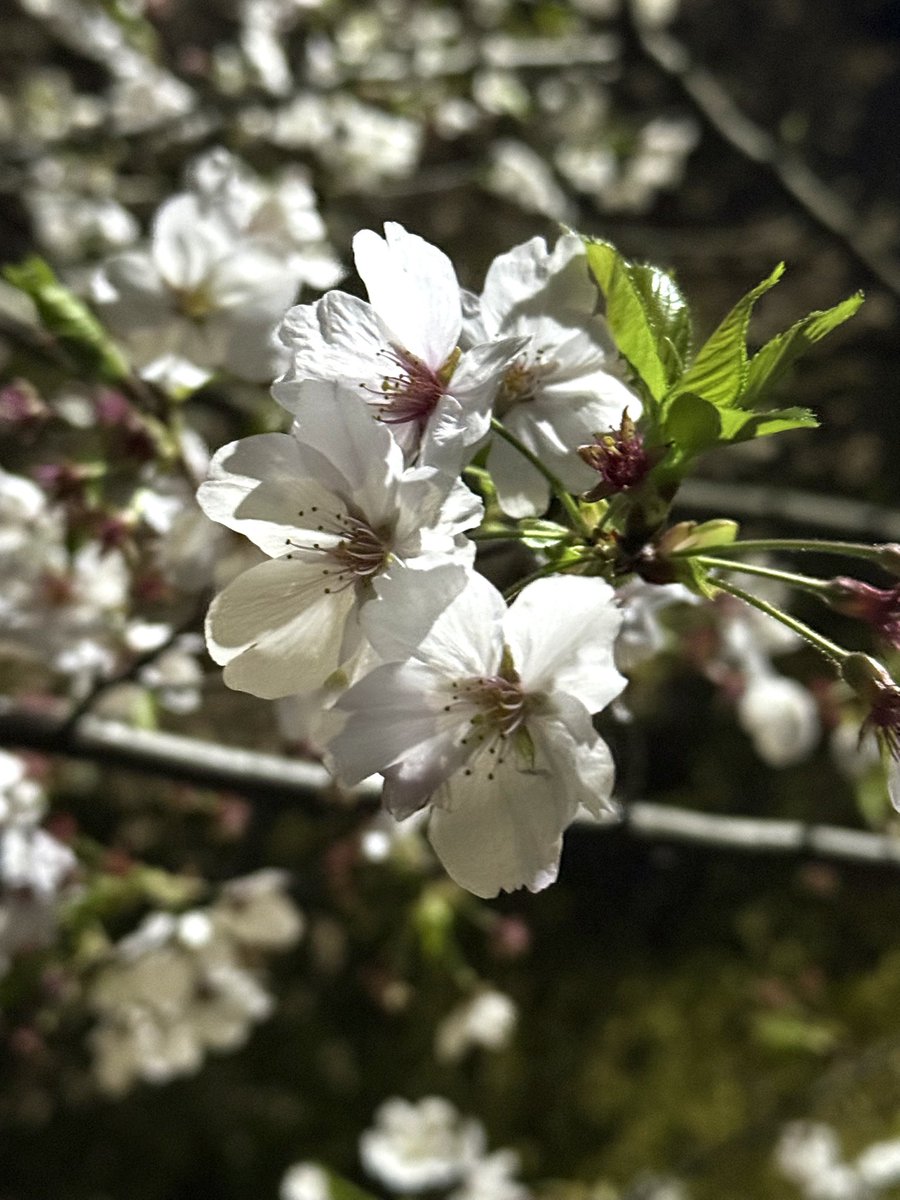 じゅん🎀 tweet media