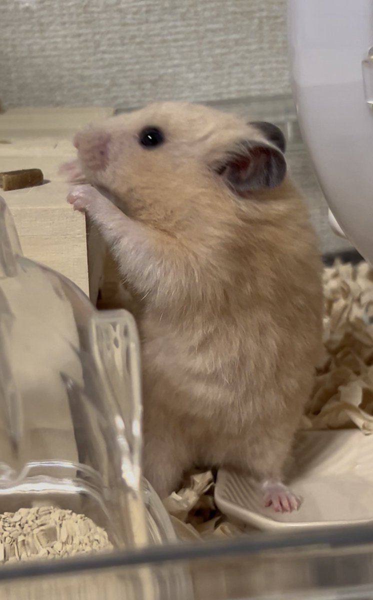 ぷす子 tweet media