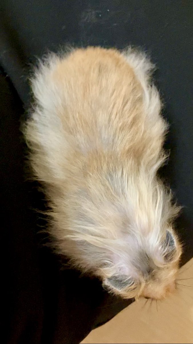 ささみ tweet media