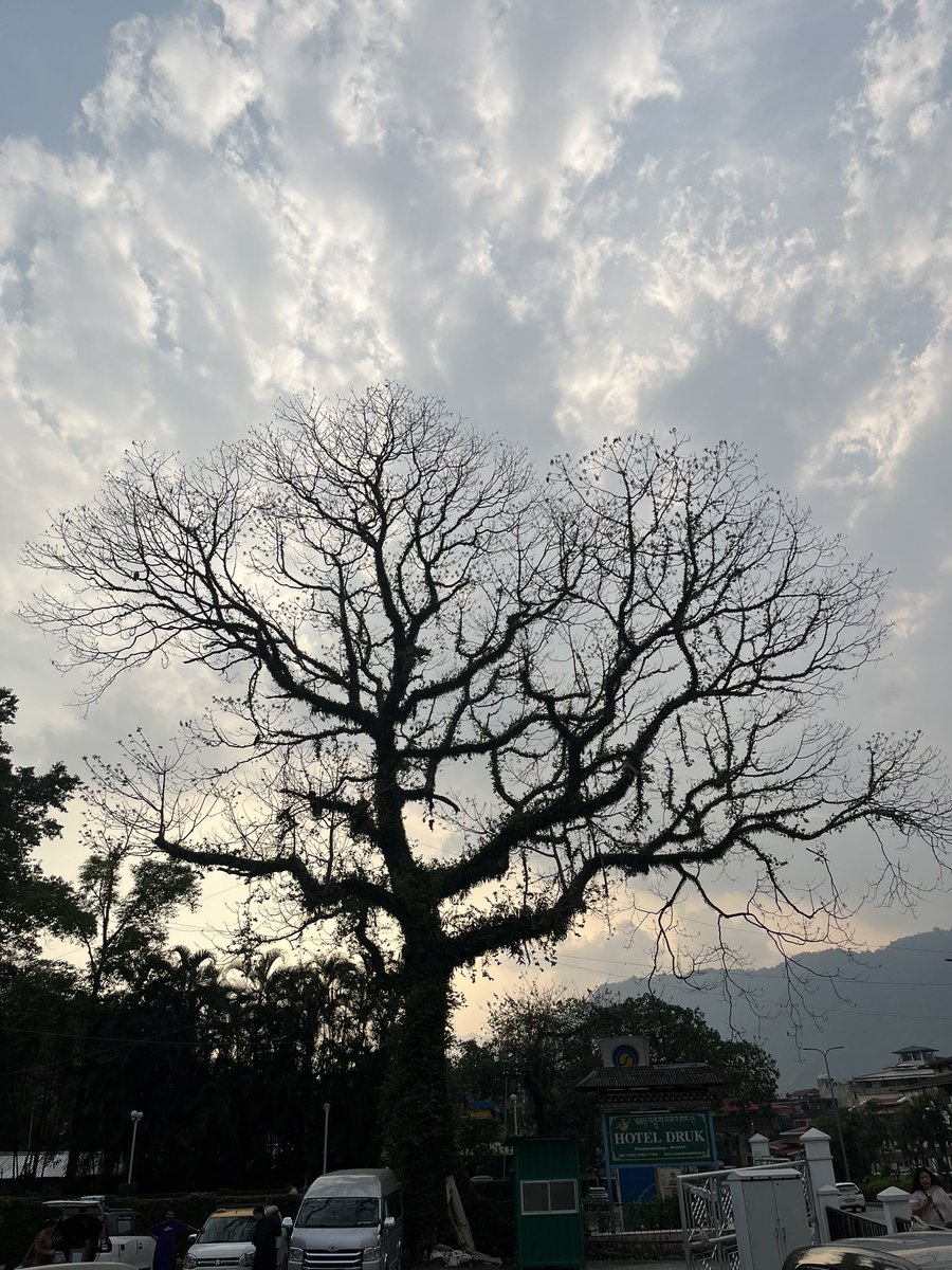 Daiden ✿ tweet media