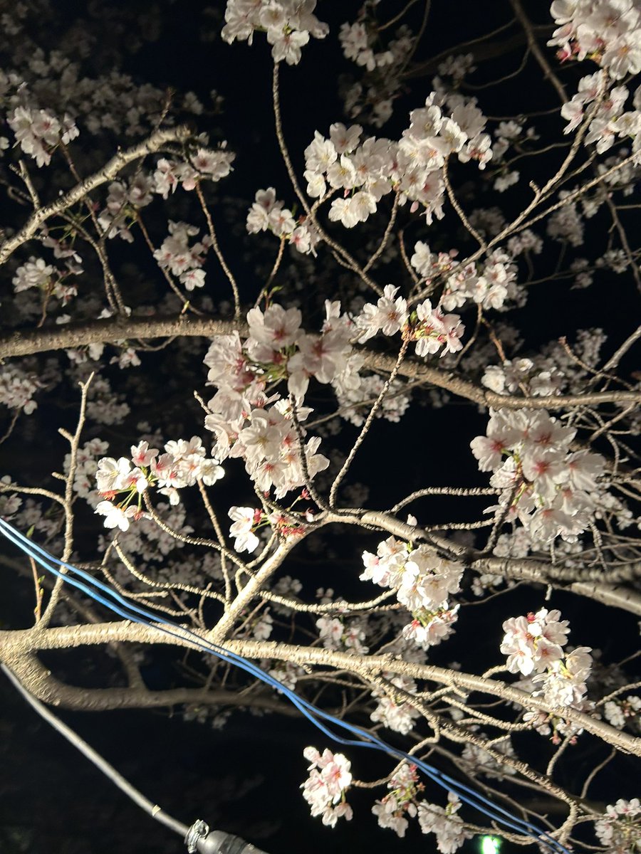 のろちゃん tweet media