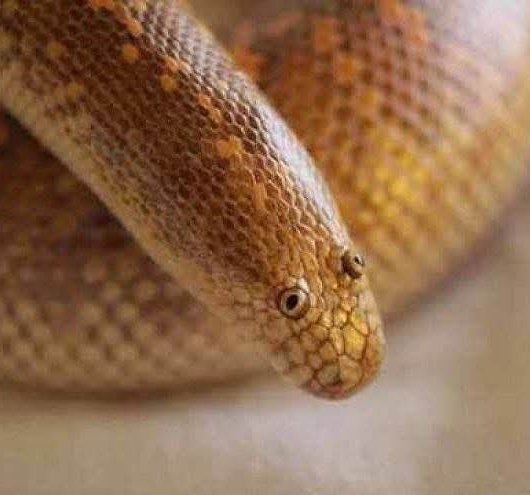 А вот и Счастье привалило tweet media