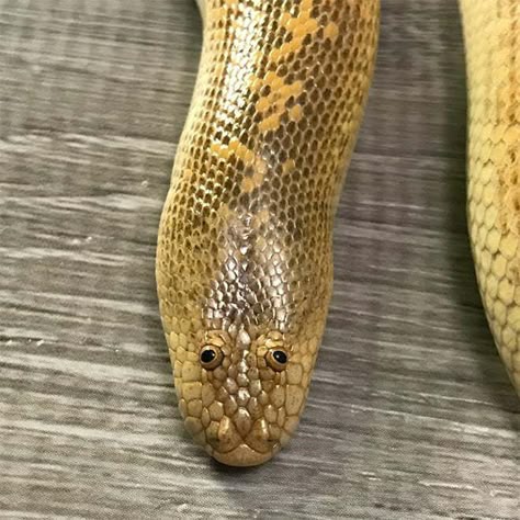 А вот и Счастье привалило tweet media