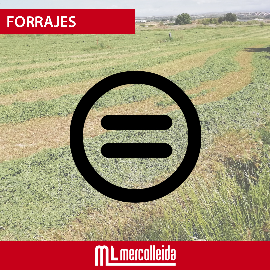 mercolleida's tweet image. #forrajes (=). Predomina la estabilidad, pero no para los granulados alfalfa de primera y segunda, que retroceden.
ℹ️ Esta semana no hay comentario de mercado.
👉‍ mercolleida.com/es/servicios/m…
#lonjamercolleida #mercados #lonja #precios #cotizaciones