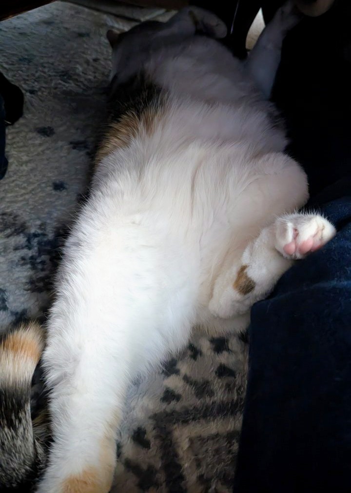 KIRI_MOG tweet media