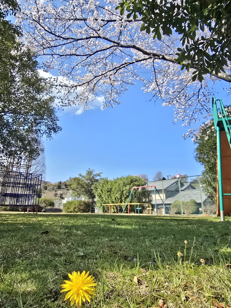 桜とタンポポの顔合わせ