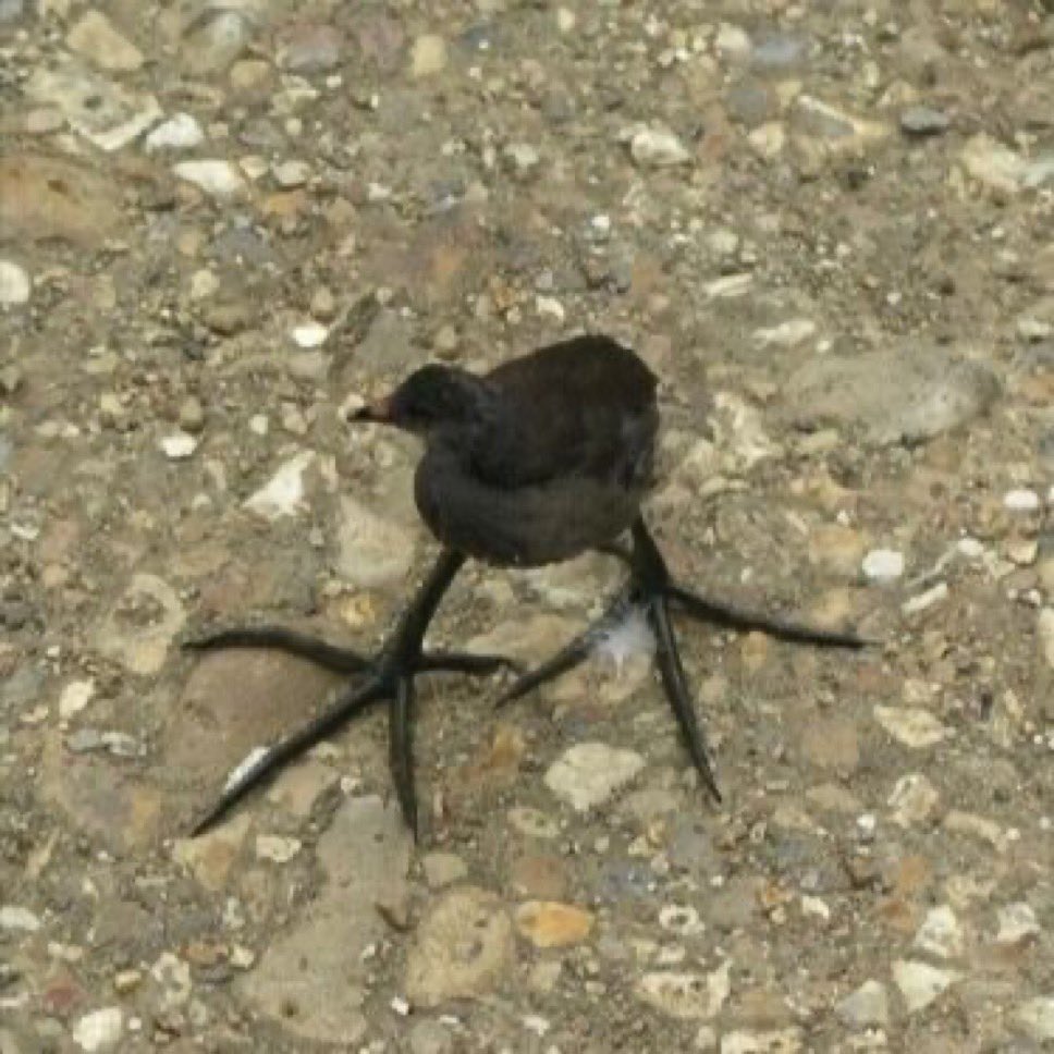 💖💫🐰🌸🐰💫💖 tweet media