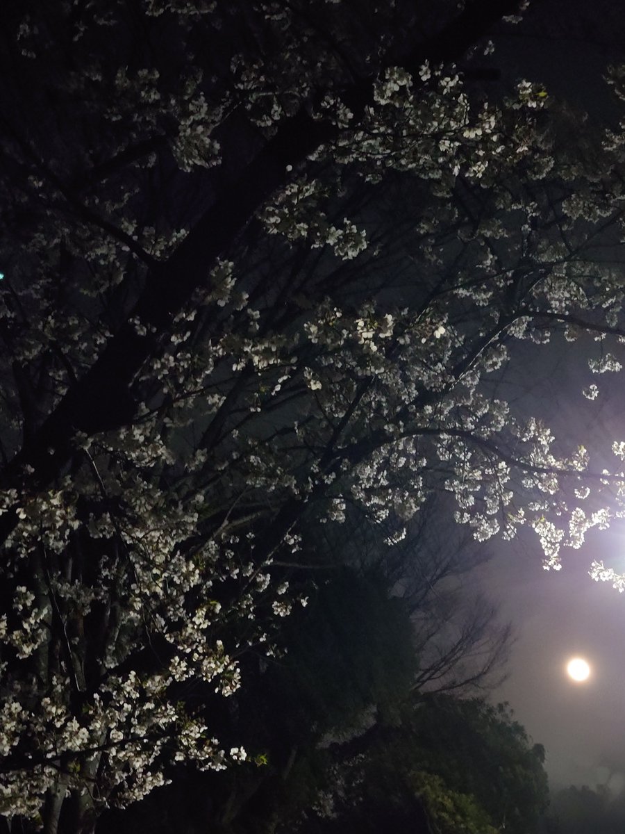 今夜は満月🌕️夜桜🌸

月に桜

#月に咲愛(つきにさくら)
作曲家・音楽博士 #中村匡宏 氏作曲
もう何年も聞いていない😌