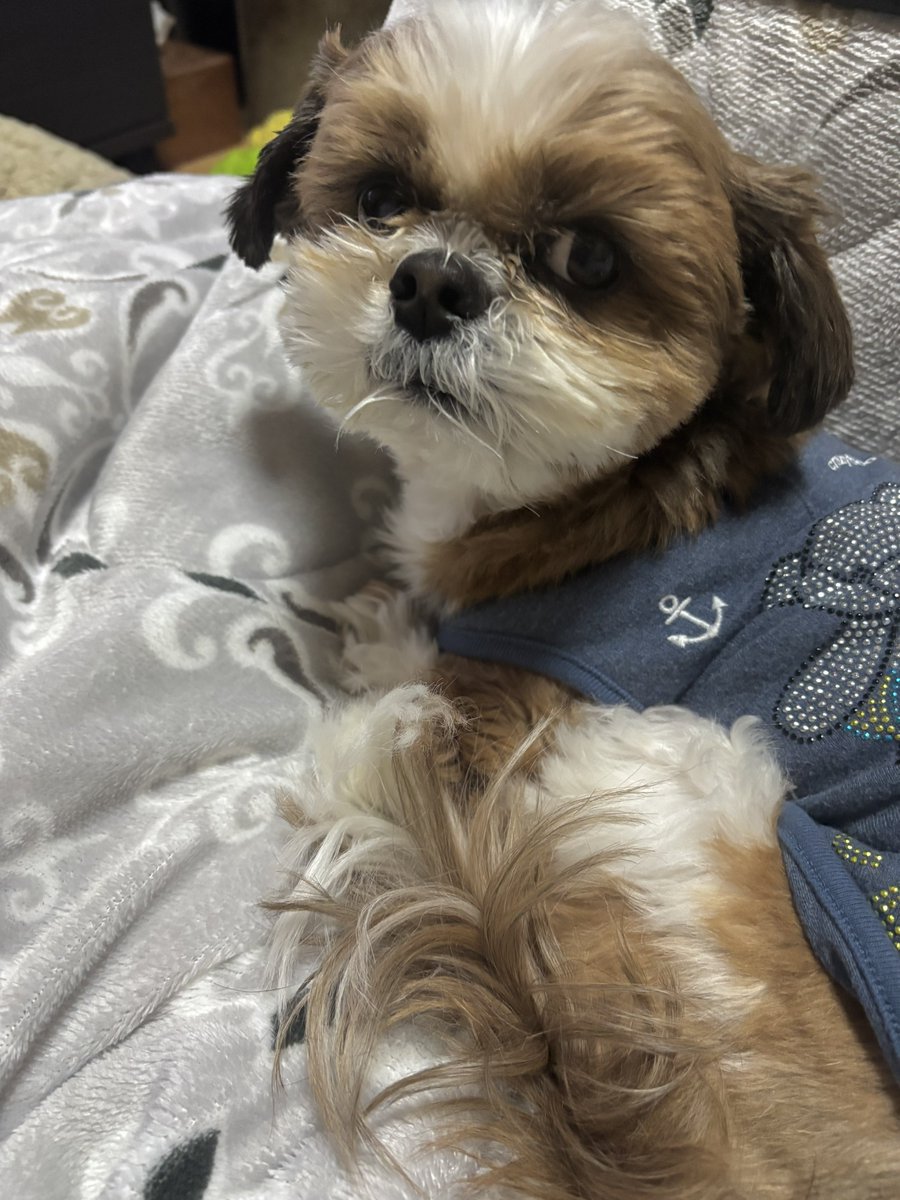 マイマイ tweet media