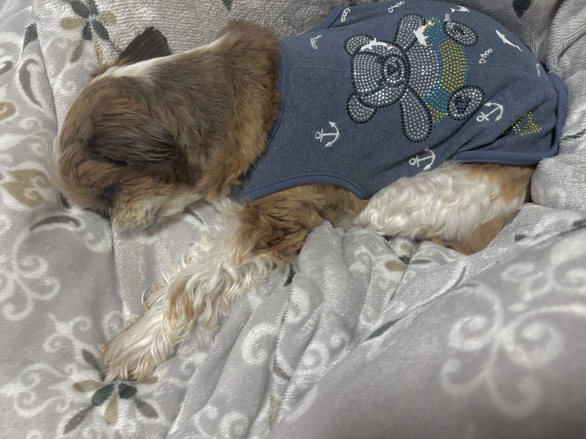 マイマイ tweet media