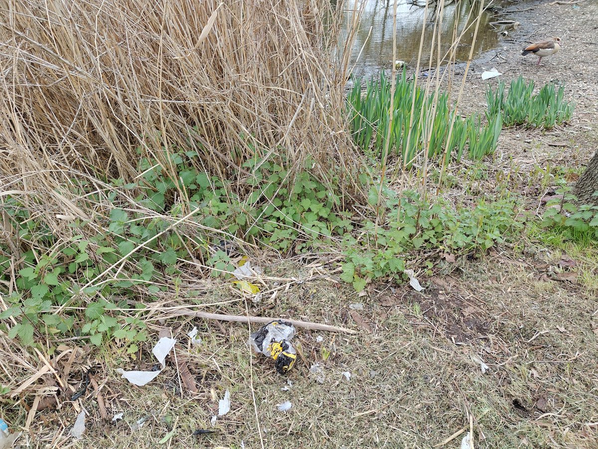 DaveOurPlanet's tweet image. Lovely little wetland project at Salt Hill Park in Slough... but the amount of #plastic waste &amp;amp; litter is appalling. Humans are disgusting