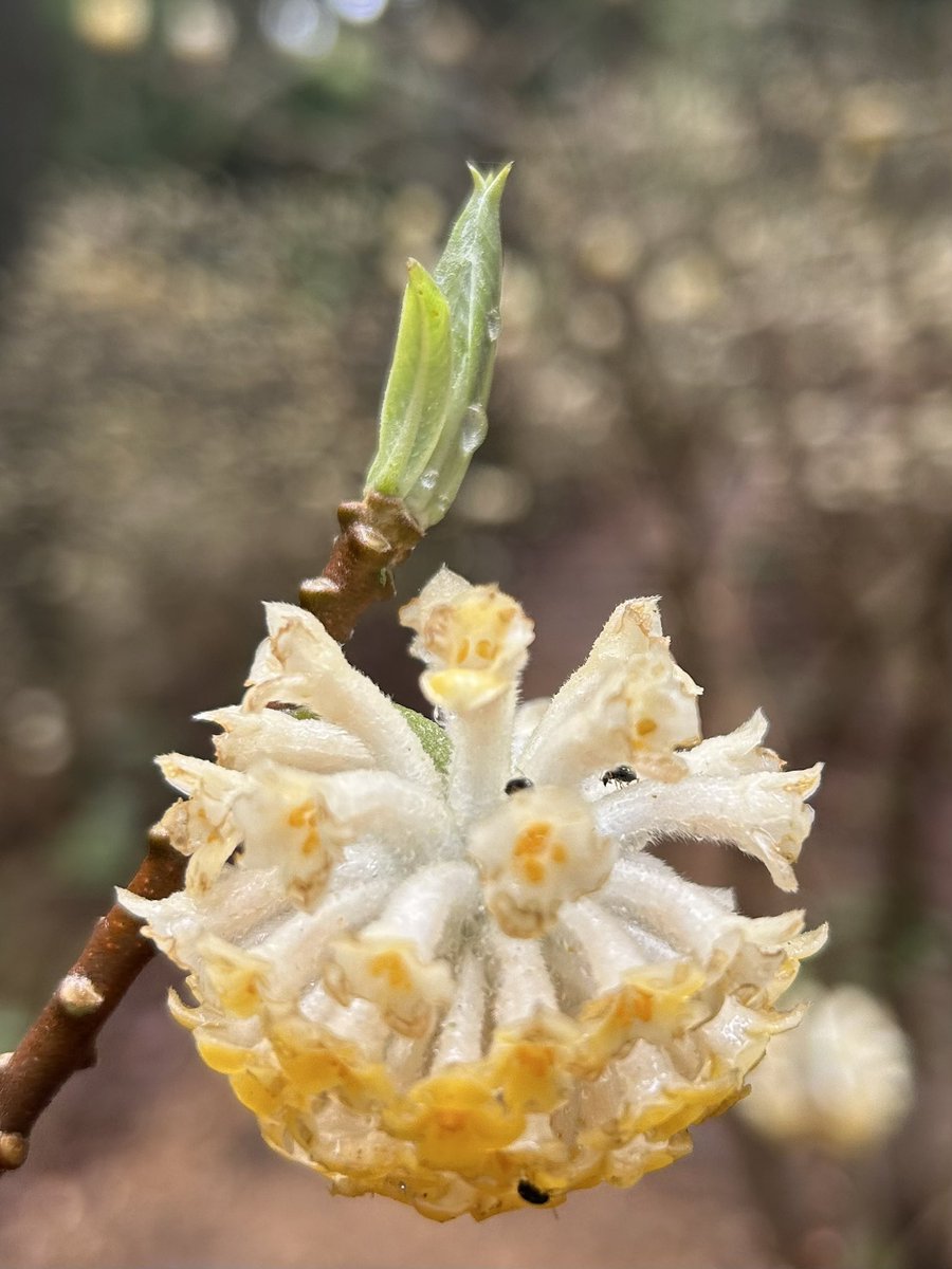 misonya4 tweet media