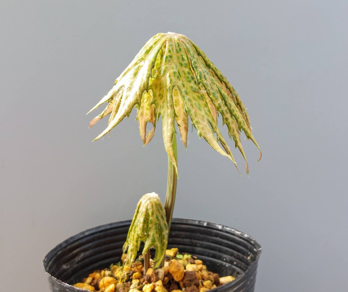 株式会社中越植物園 Chuetsu Garden Studio tweet media