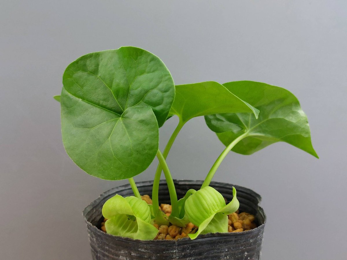 株式会社中越植物園 Chuetsu Garden Studio tweet media