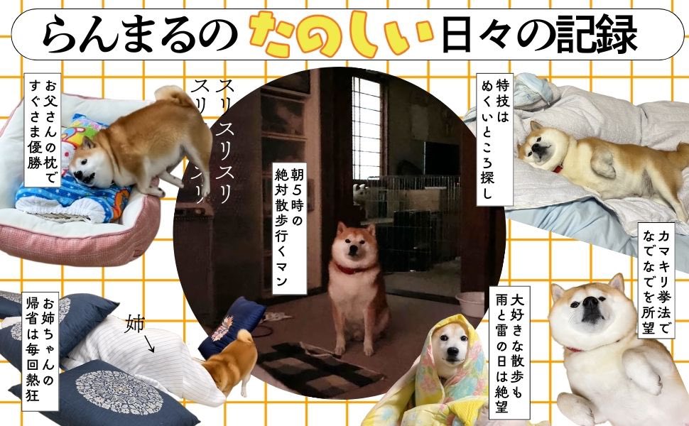 ［密着］柴犬らんまる24時 tweet media