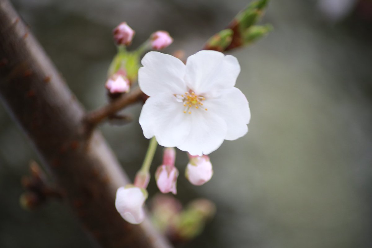 さゆりんご0827🍎 tweet media