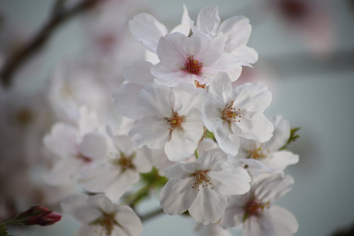 さゆりんご0827🍎 tweet media