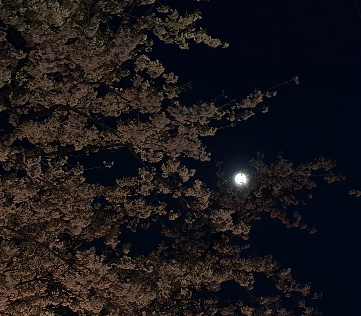 佐々木華 Hana Sasaki フルート Flute tweet media