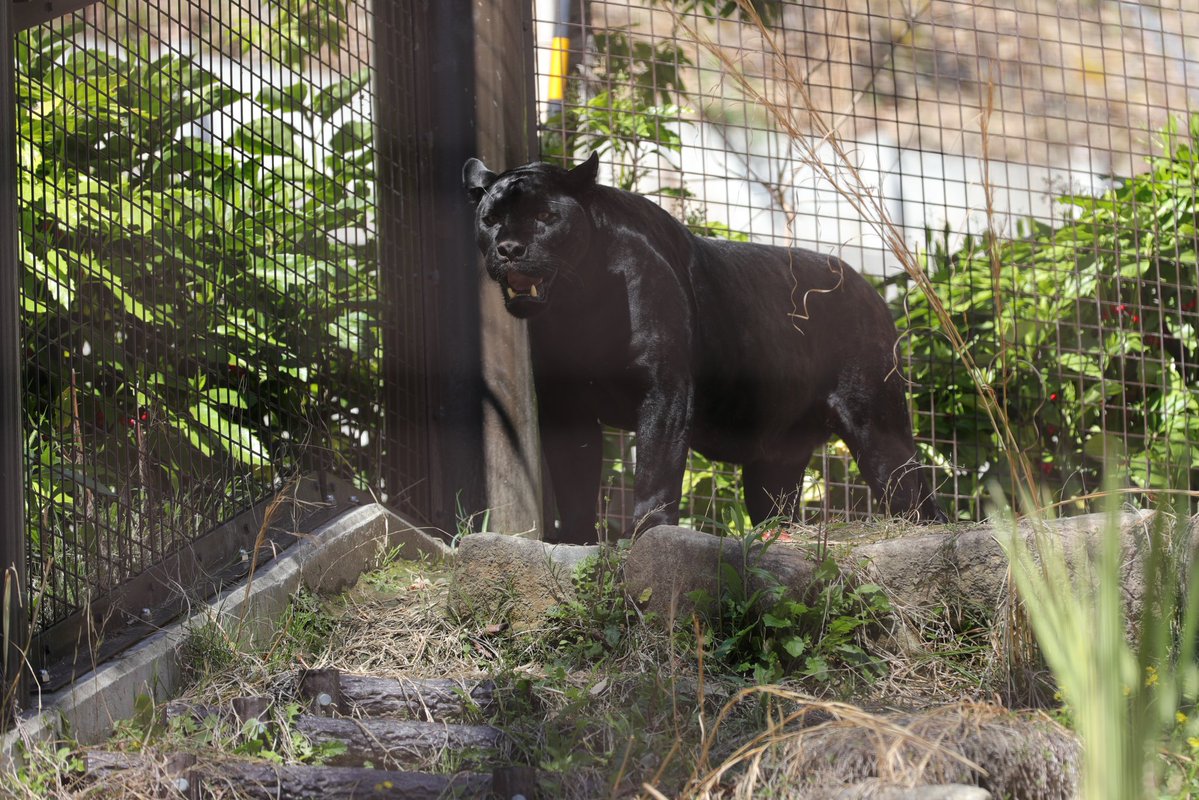 tabibito tweet media