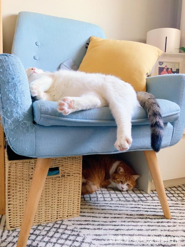 clinica_cdci's tweet image. "Home isn’t a place—it’s the soft purr by your feet, the wag that greets every door.  #PetLove #HomeWithPets"