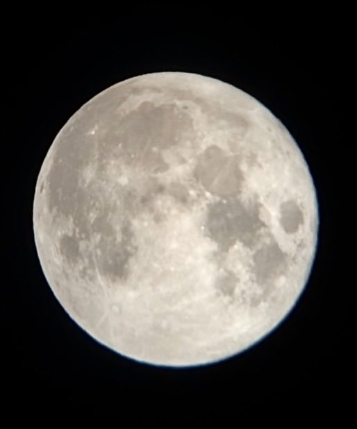 デグーのびび tweet media