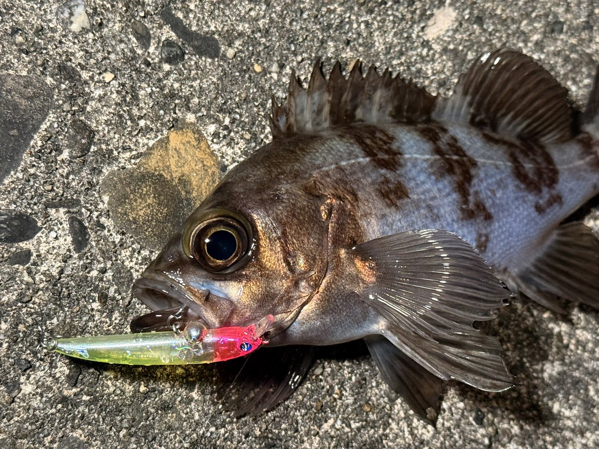 こもさん tweet media