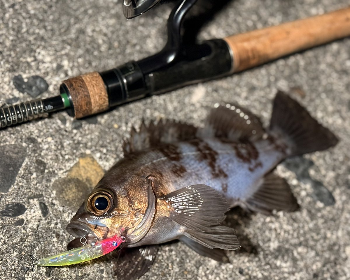 こもさん tweet media