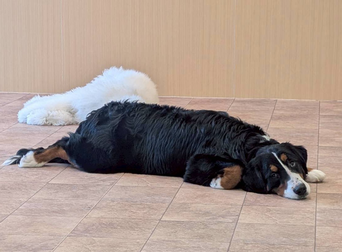 あんず tweet media