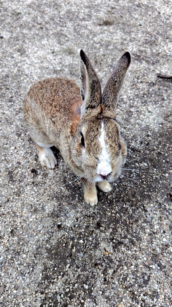 ケンタロウ tweet media