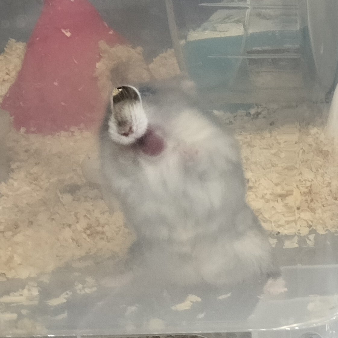 ミニ茶@茶々丸ファミリー tweet media