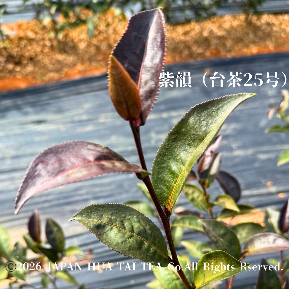 華泰茶荘　HUA TAI TEA tweet media