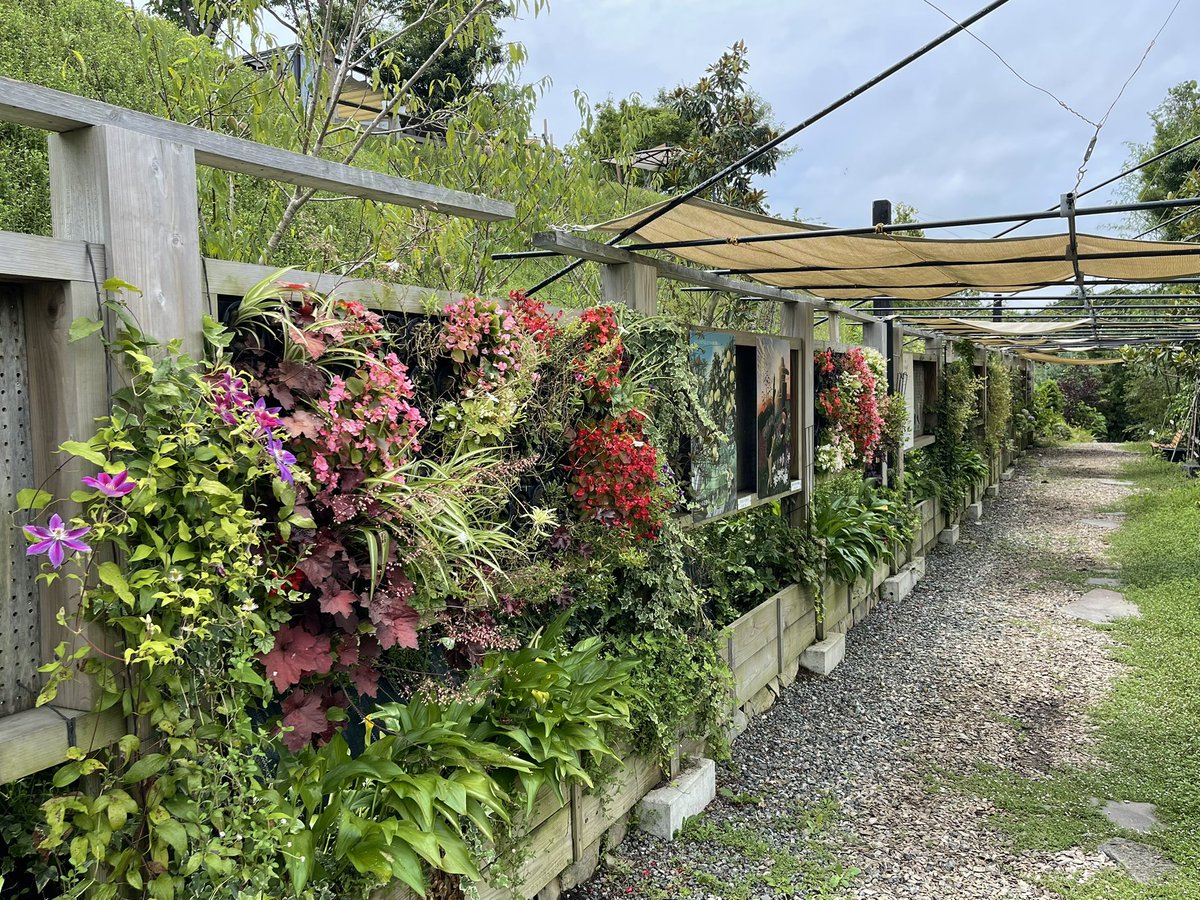 秋山薬空 tweet media