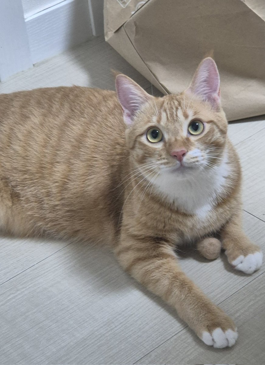 치치코코땡🚂 tweet media