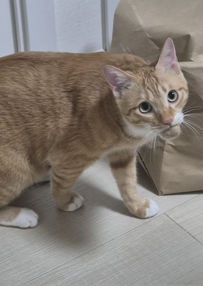 치치코코땡🚂 tweet media