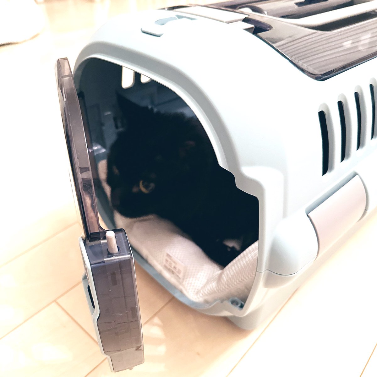 nero60043557's tweet photo. 今日でネロくん6歳になりました✨️

爪切りに行く予定だったのに暴れてキャリーケース拒否
なのに私がお風呂から上がってきたらこれ

飼い主ナメられてるとしか思えない、、、

 #猫好きさんと繋がりたい𓏲𓎨  #黒猫  #ねこのきもち  #ねこかわいいね  #猫がいる幸せ  #ねこと暮らす https://t.co/773M94NYp0