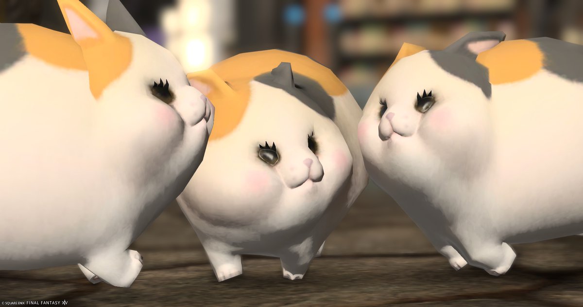 エリオット@ファットキャットのテンパード tweet media