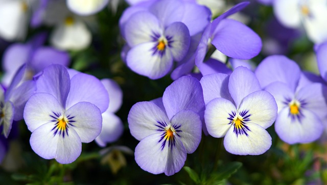 بنات كوبرا الحصري tweet media