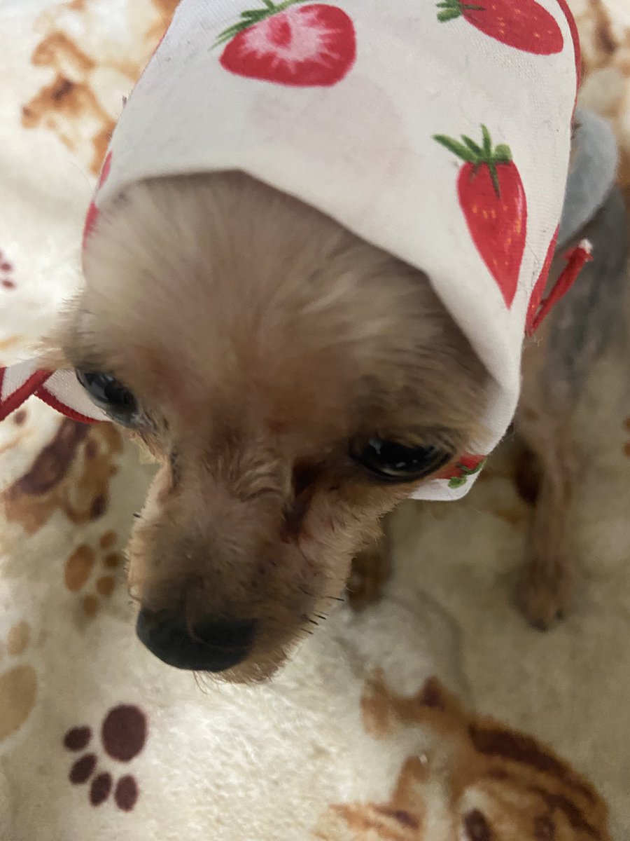 イ ロ は tweet media