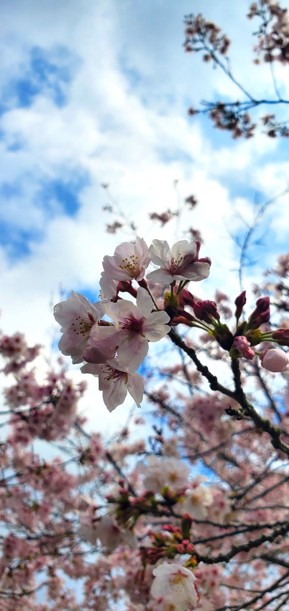 hinata13ms's tweet photo. 昼休みは花見🌸をしながら
弁当食べました。

#イマソラ
#スマホ写真
#写真好きな人と繋がりたい
#桜 https://t.co/XwnEDFVwnb