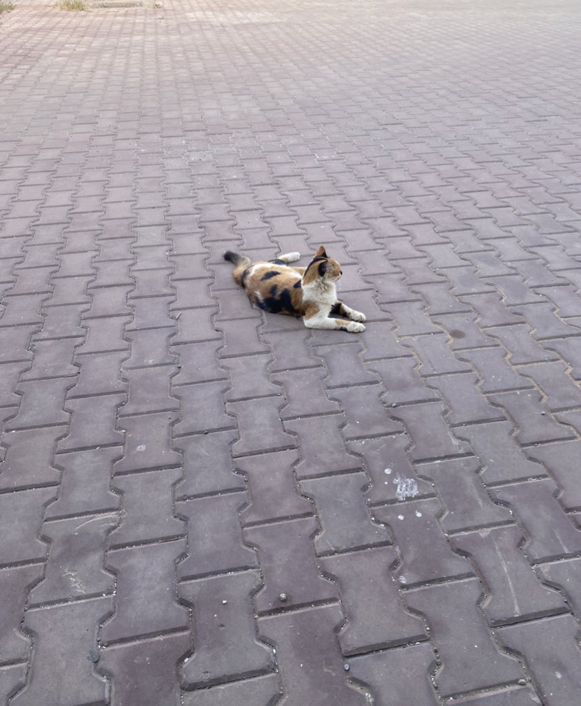 هِيرم tweet media