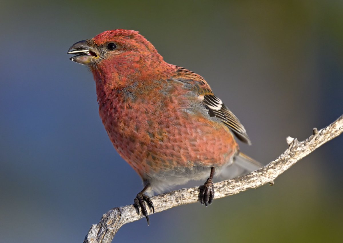 Henk Mulder tweet media