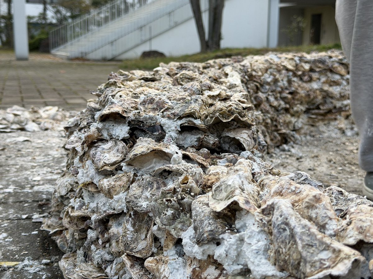 KyutaDoi's tweet photo. 究太ゼミの牡蠣殻パビリオン

天候の影響もあり、本格的に今日から制作。
入学式もあり、通りかかる大学の先生や新入生たちが興味津々で覗いてくる。恥ずかしさを隠しながらも、みんな目標の高さまで牡蠣殻を積み上げた1日でした。 https://t.co/QGusKs98zF