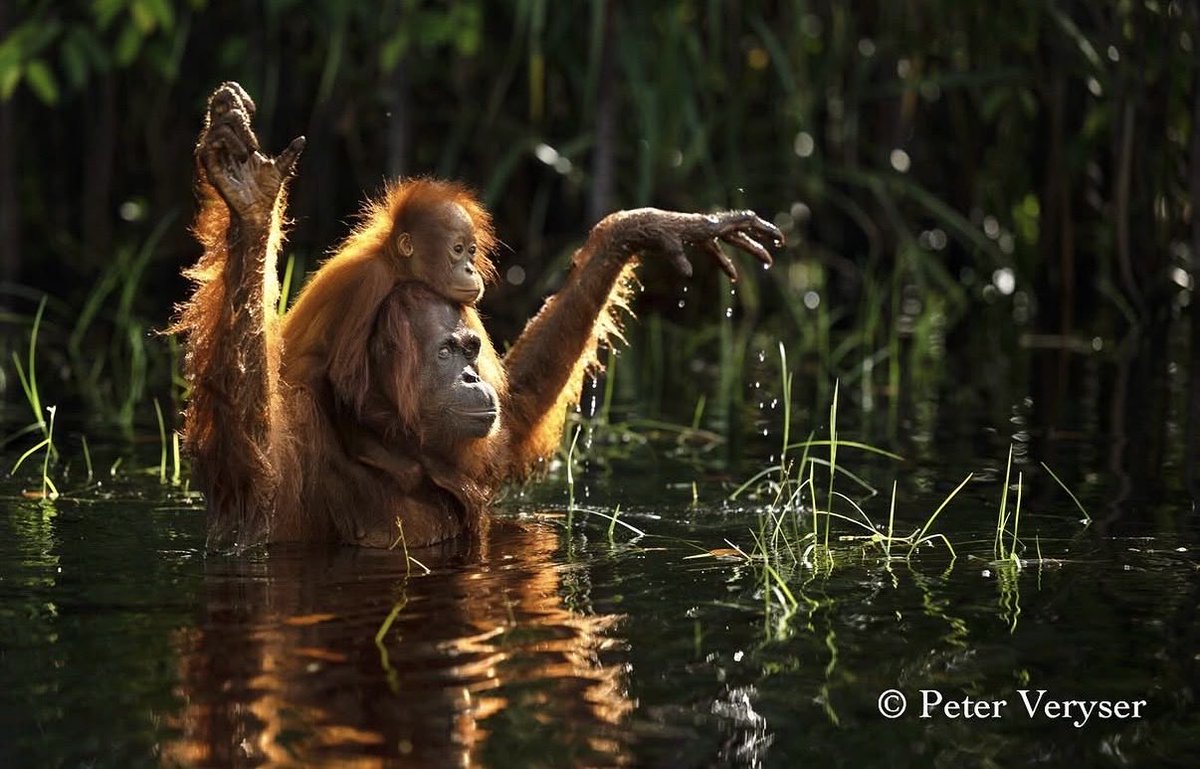 yomy orangutan 🦧 tweet media