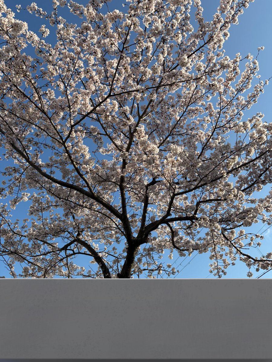 父が亡くなって今日で1か月
毎日話かけているから全然そんな気がしない
いまだに信じられない
亡くなる当日朝まで普通に家で自分の事は全部自分でして生活してた父だから
毎日当たり前に父がいたから
お父さんが毎日歩いていた散歩コースは今年も桜がキレイに咲いたよ
毎日いっぱい話したい事があるよ