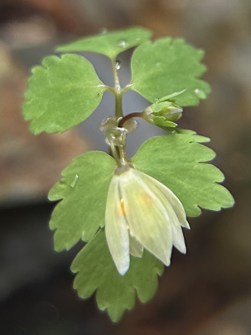 misonya4 tweet media